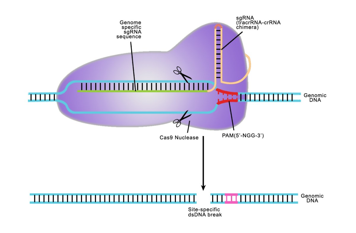 CRISPR/CAS是什么？