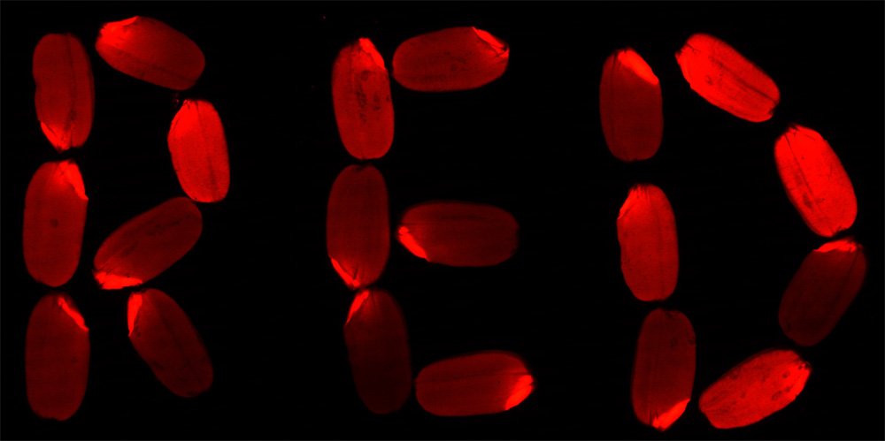 紅色熒光蛋白 TagRFP在水稻種子上面表達的效果