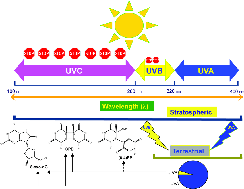 不同波段紫外線燈的應用_UVA/UVB/UVC