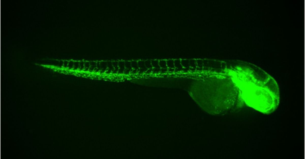 轉基因斑馬魚在生物醫學研究中的應用