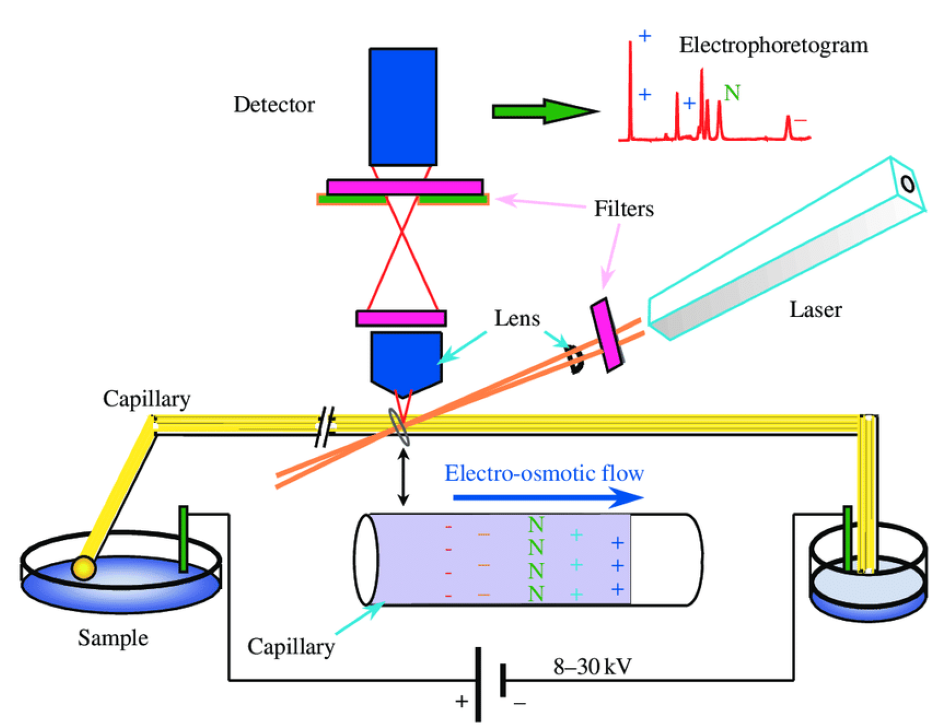 毛細管電泳的原理