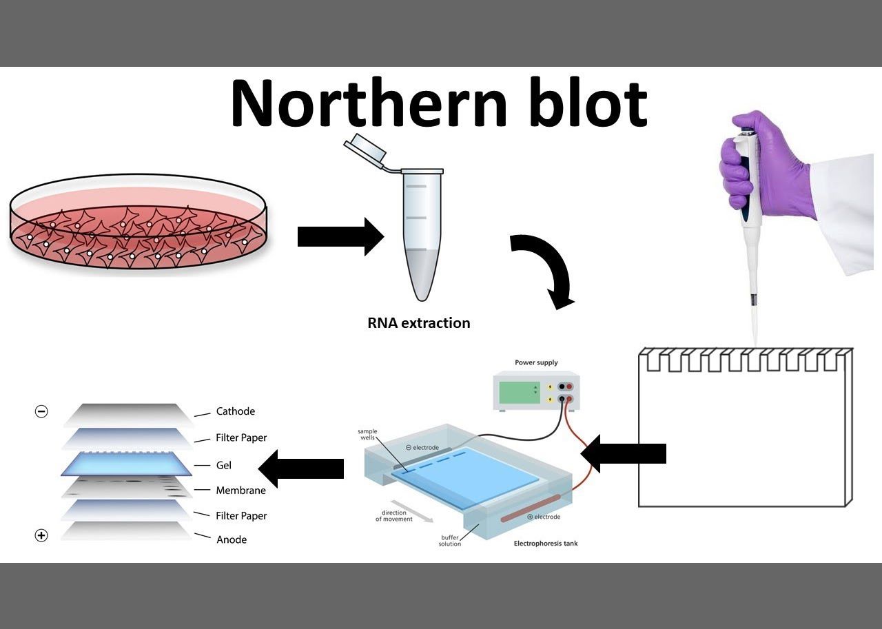 northern-blotting-diagram.jpg