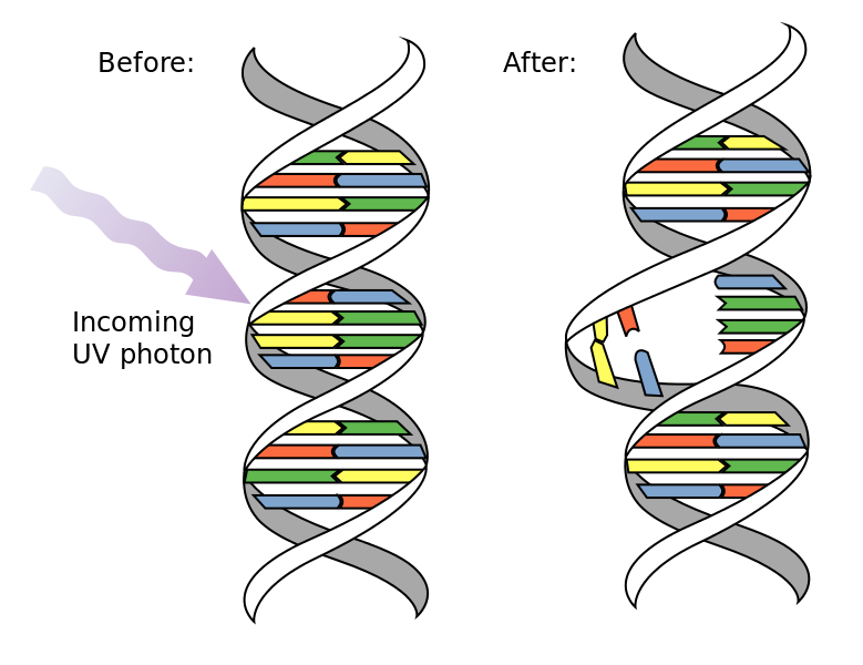 紫外交聯儀用于微生物突變實驗